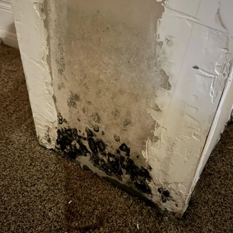 Professional Mold Removal in Montague, TX